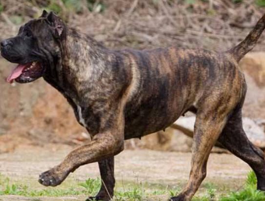 世界十大禁養猛犬排行榜,比特犬非常兇猛、日本土佐喜歡打斗 世界十大禁養猛犬排行榜,比特犬非常兇猛、日本土佐喜歡打斗