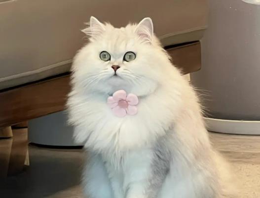 ؈۾öʺc(din)_(ki)ô£؈Y(ji)Ĥ׵İY